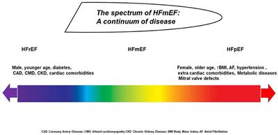 Are HFpEF and HFmrEF So Different? The Need to Understand Distinct Phenotypes